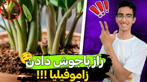 ۴ راهکار خونگی برای پاجوش دادن...