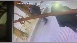 پیرمرد حیوان آزار دستگیر شد/ او با چوب به سر گربه میزد پیرمرد حیوان آزار دستگیر شد/ او با چوب به سر گربه میزد
