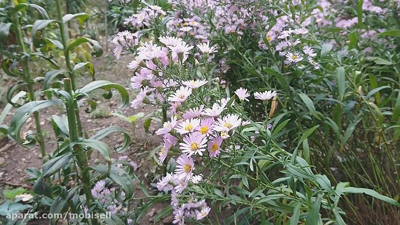 طراحی و دوربین گوشی موبایل Son...