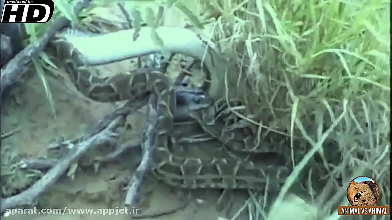 نبرد خونین دو مار  کیفیت عالی