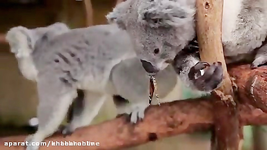 فیلم دوستی عجیب كوآلا و پروانه