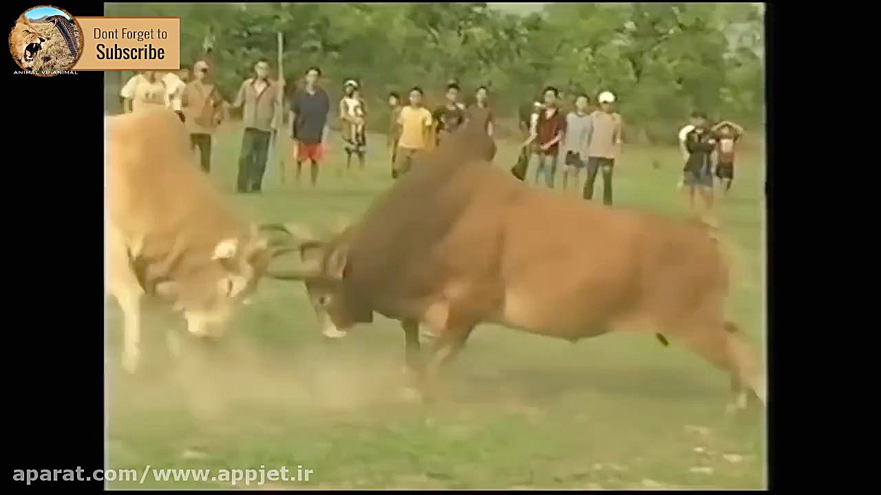 نبرد دو گاو نر