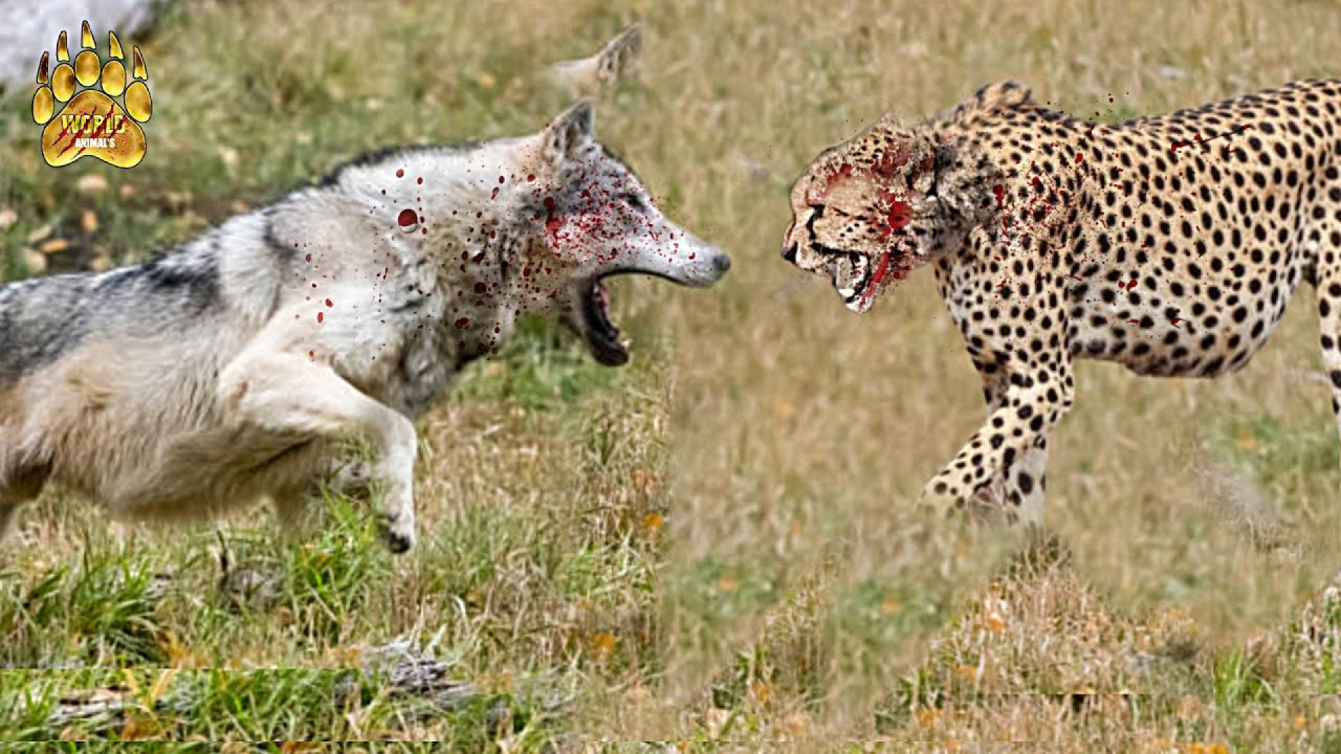 نبرد گرگ و پلنگ  چه کسی برنده...