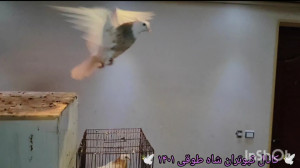 تغذیه در سبکی کبوتر