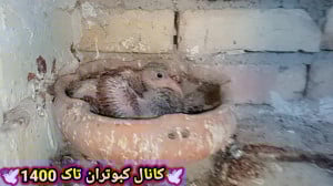 درمان اسهال کبوتر