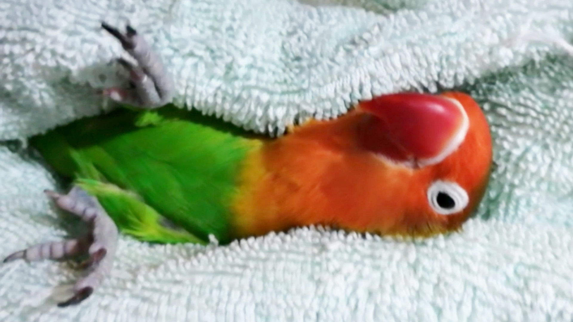 دابسمش  بچه منه فداش بشم منه!!...