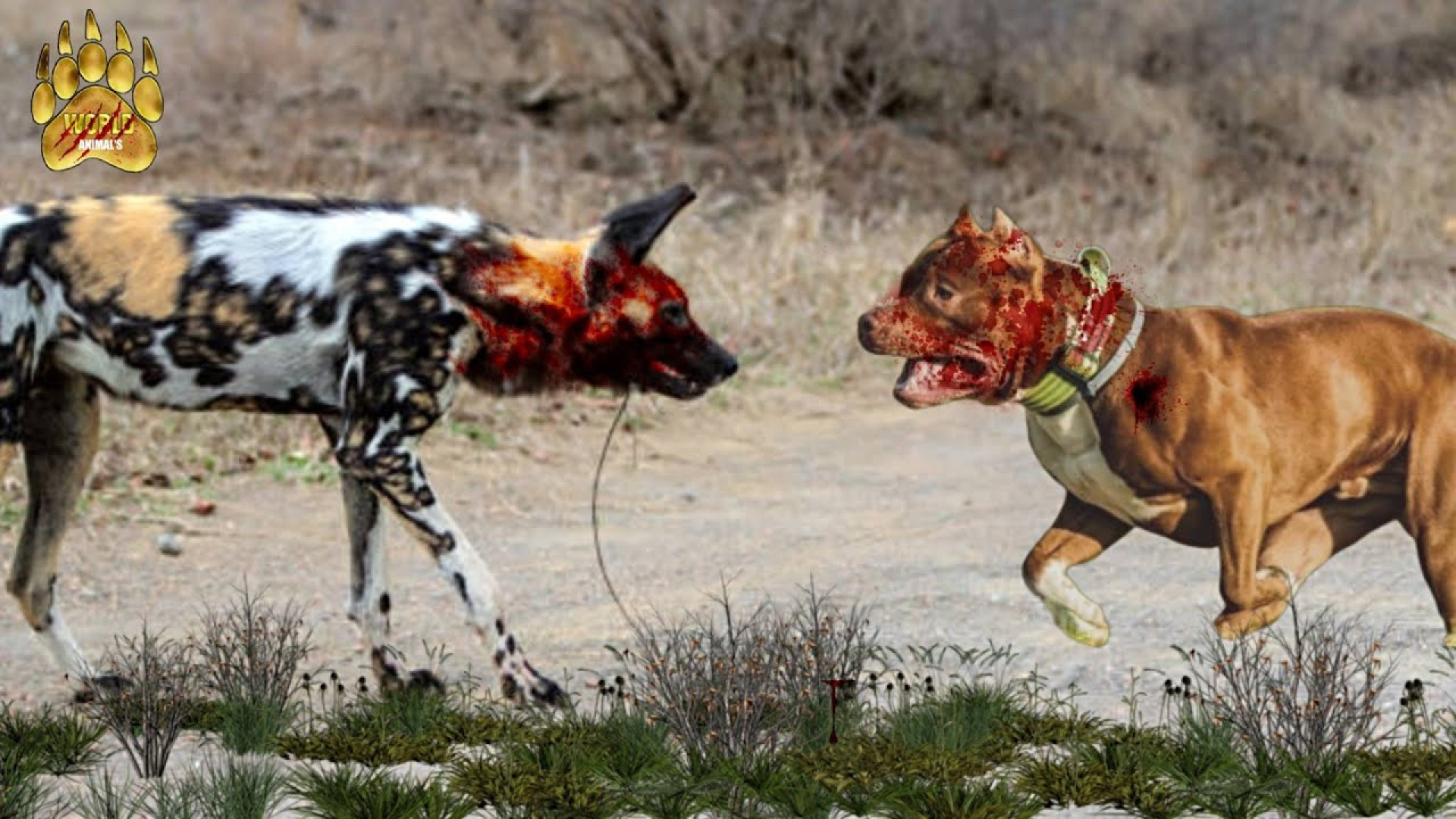 نبرد سگ پیتبول با سگ وحشی، چه...
