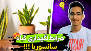 شرایط نگهداریش و تکثیر گیاه سا...