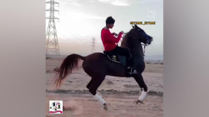 حرکت نمایشی اسب