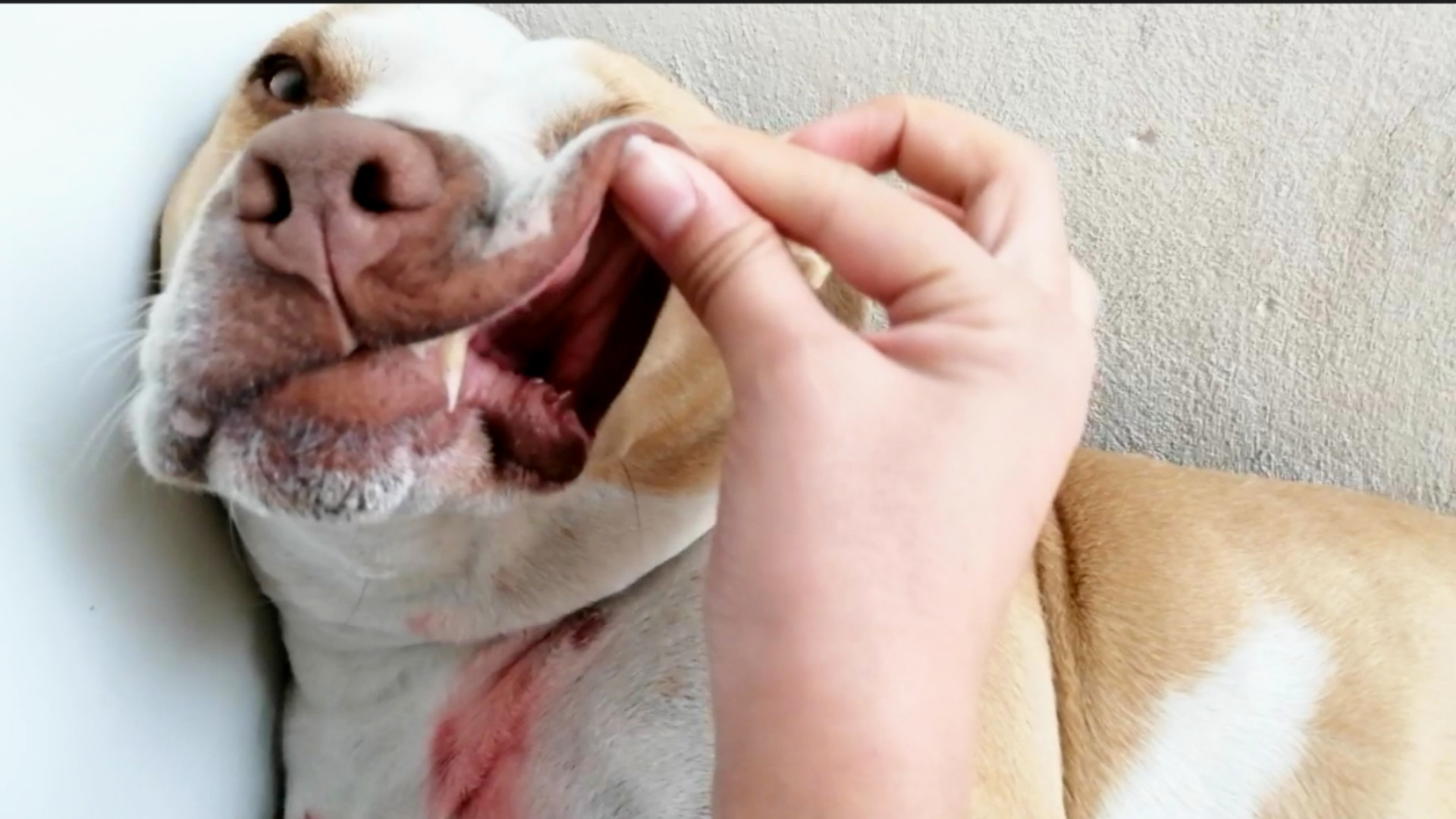 بچه منه فداش بشم منه !!!