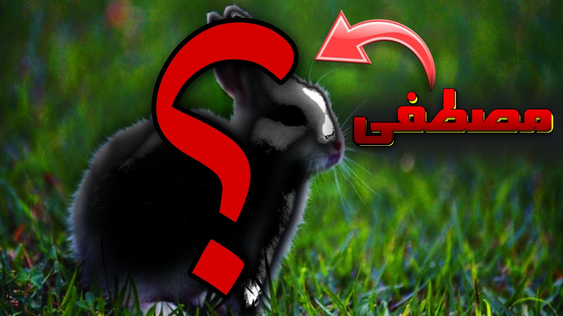 آقا مصطفی کیست حیوان خانگی