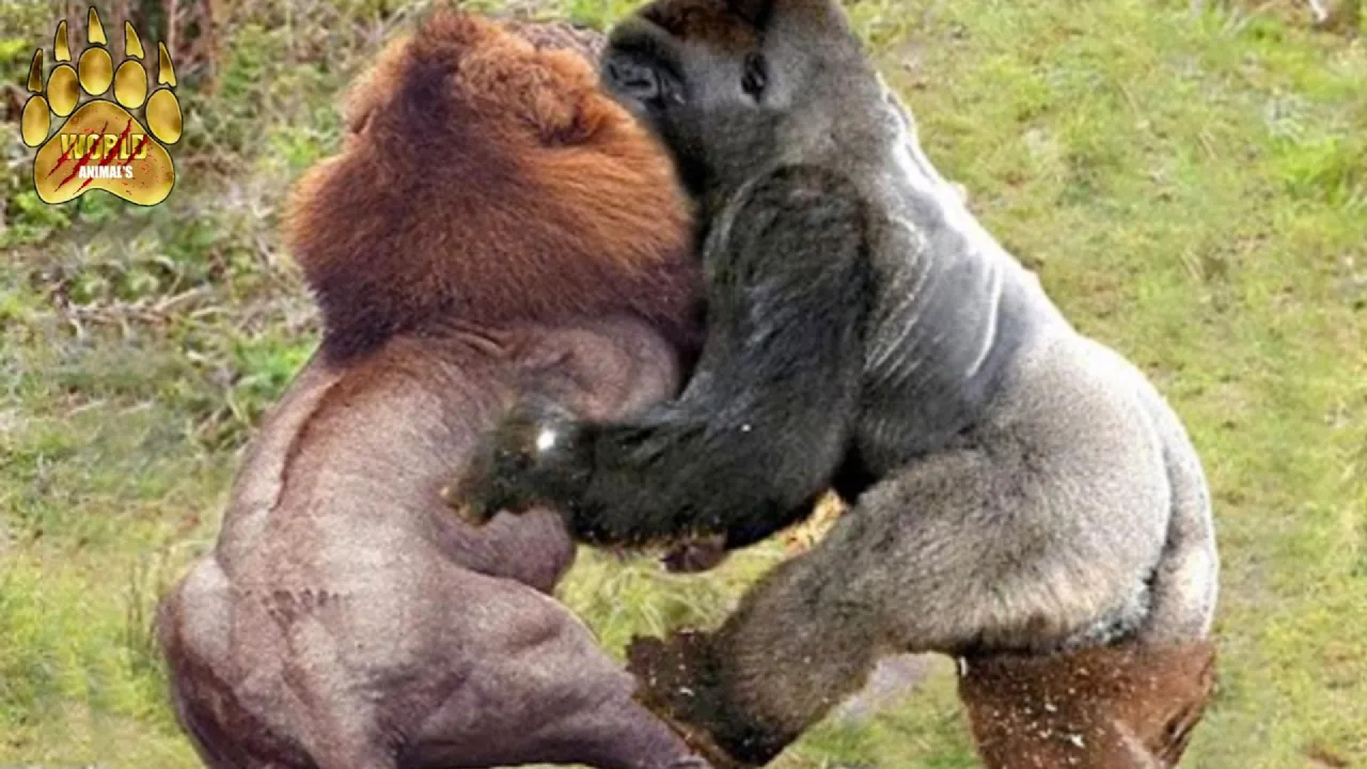 نبرد گوریل با شیر !!! کدامیک ب...