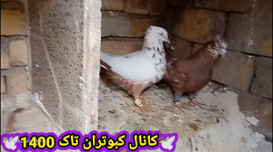 نمایشی از ویدئو های درخواستی.(...
