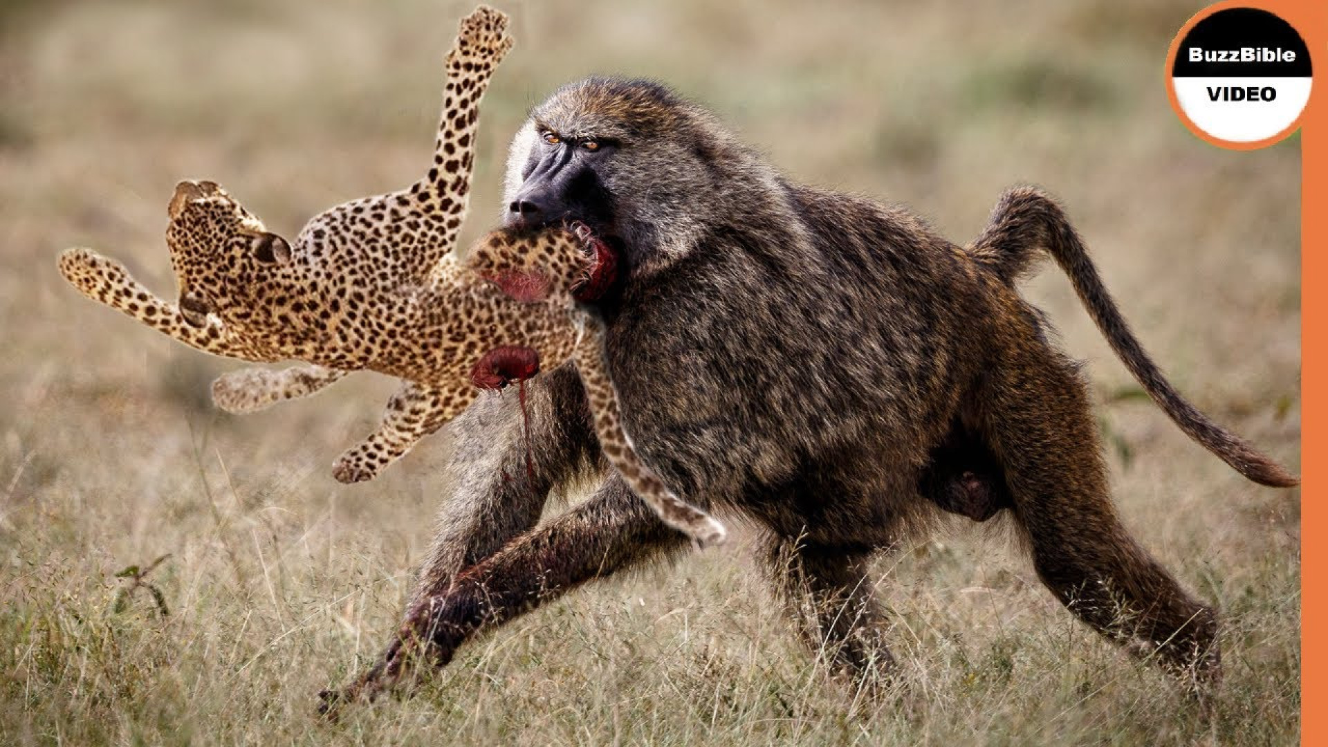 نبرد حیوانات وحشی  بچه پلنگ بی...