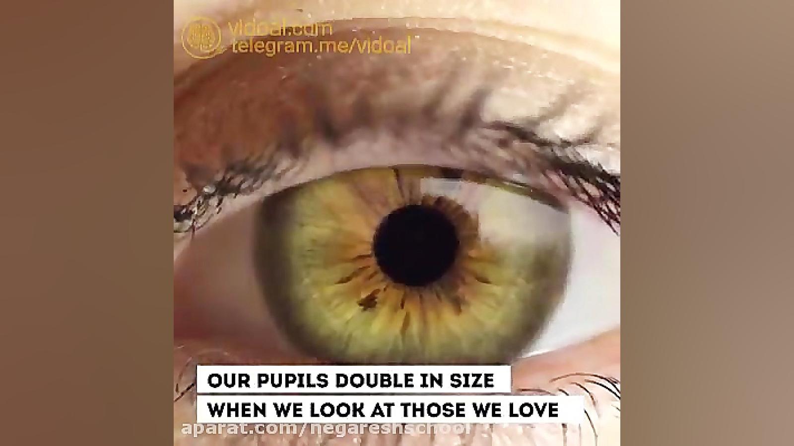 واقعیتی درباره چشم