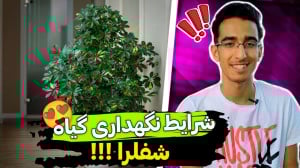 شرایط نگهداری و تکثیر گیاه شفل...