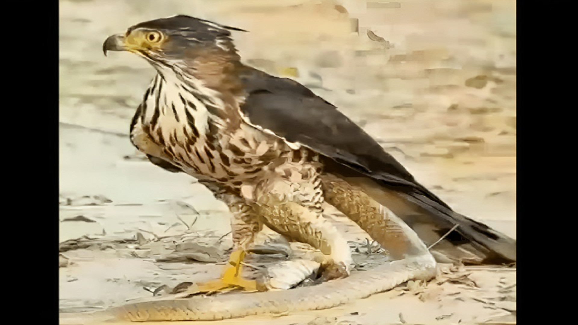 لحظه بسیار هیجانی شاهین که در...