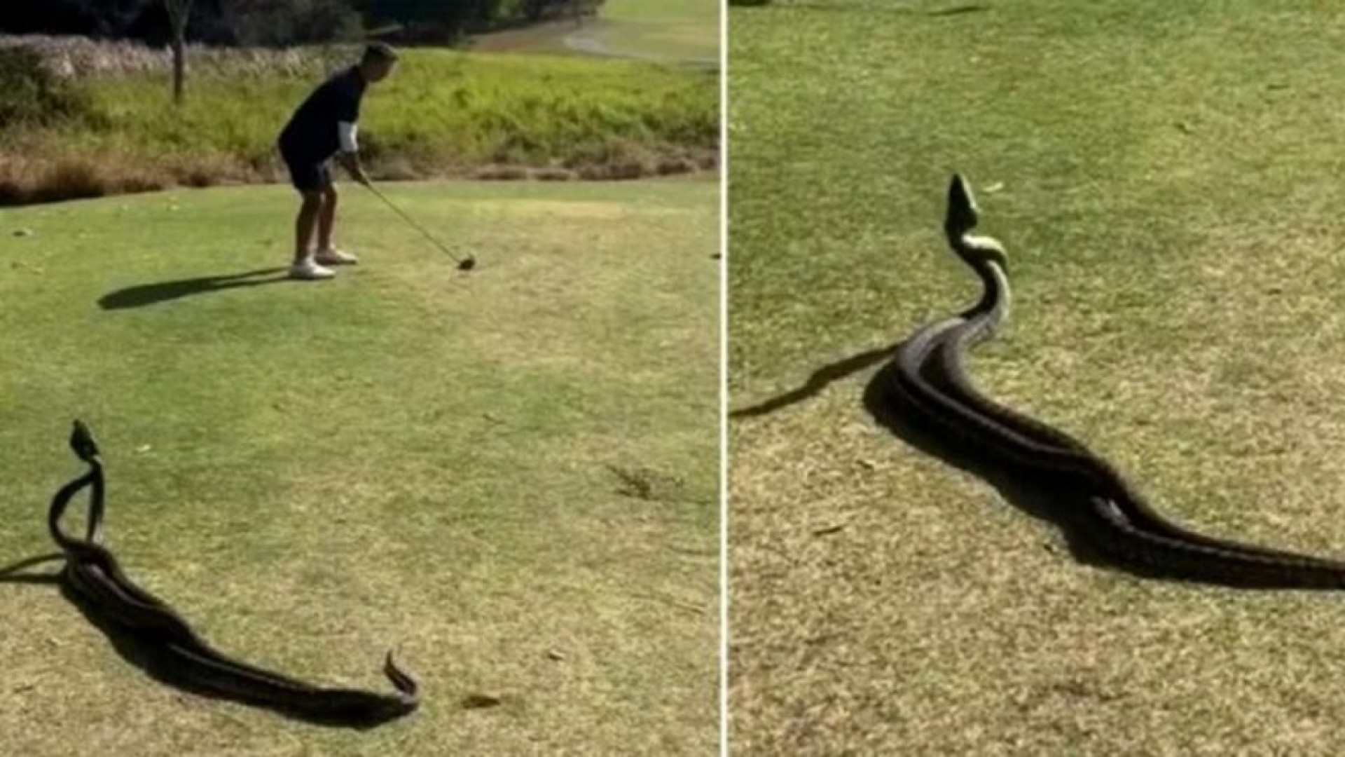 لحظه‌ی عجیبی که دو مار پیتون د...