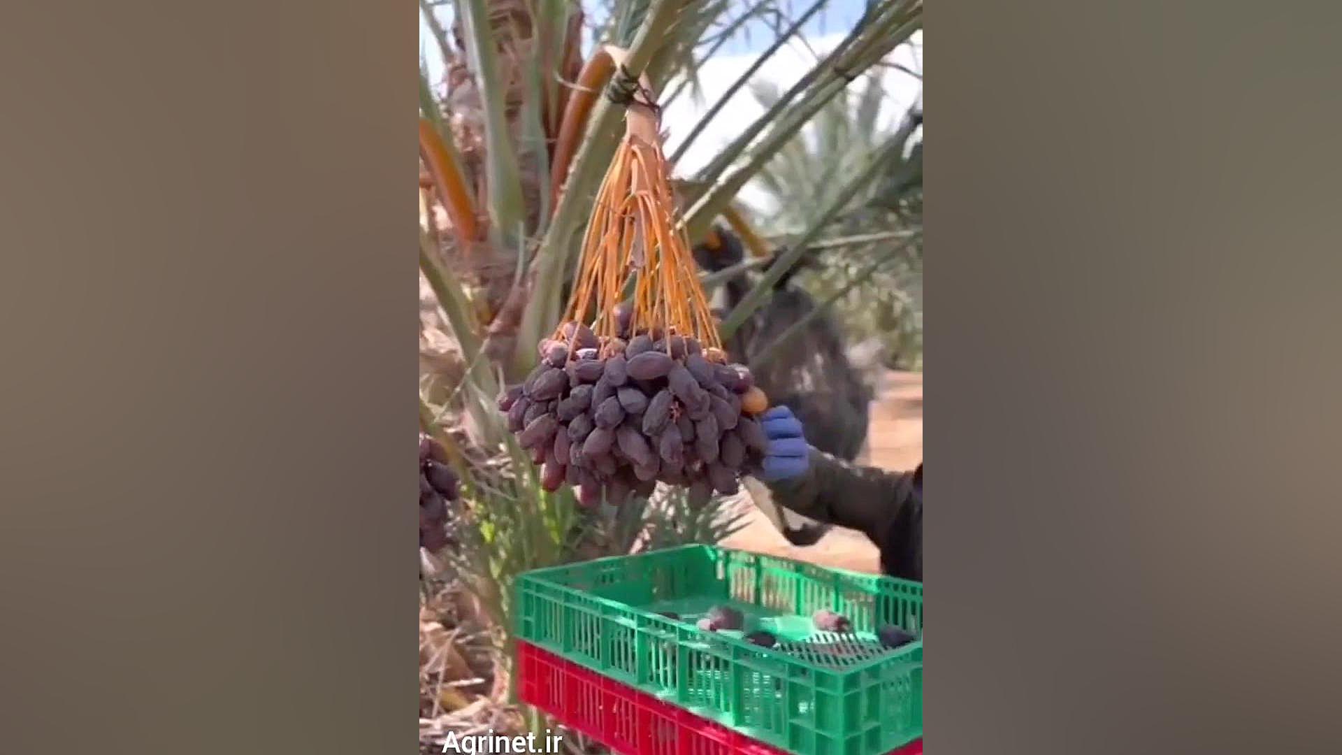 برداشت میوه خرمای مجول