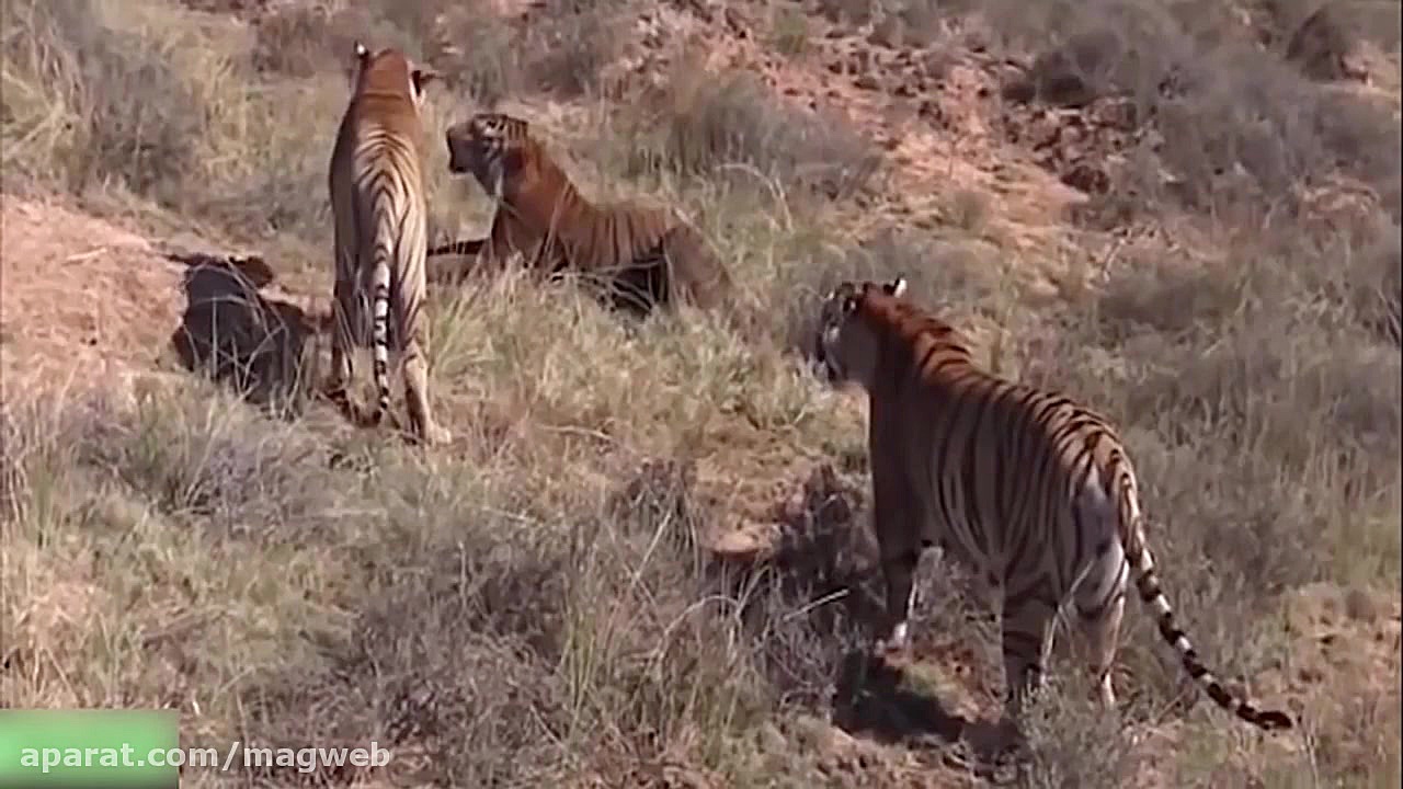 جنگ های ببر با شیر