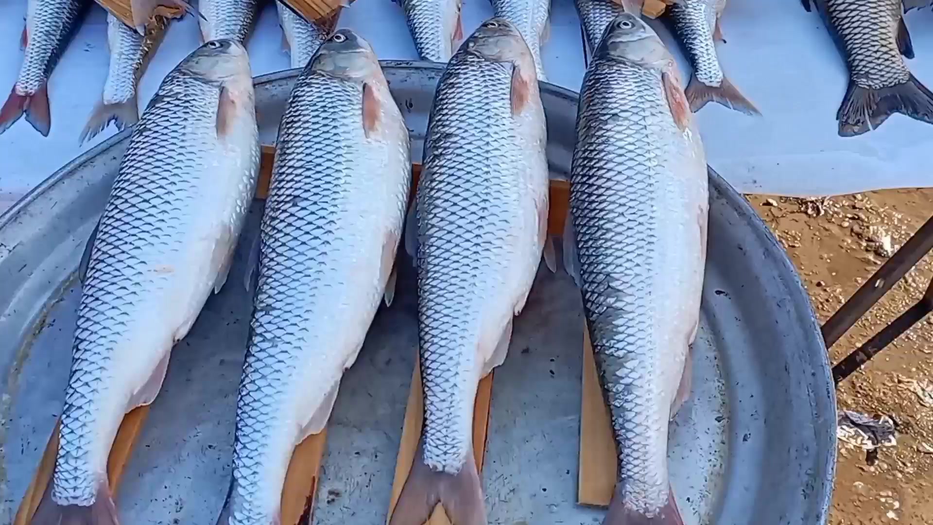 درست کردن ماهی سفید شکم پر آتی...