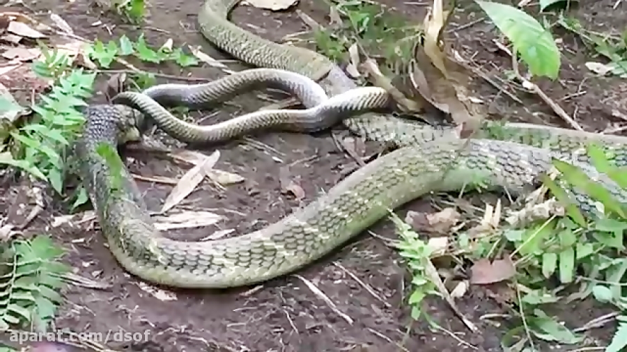 مار پادشاه کبری, مار کبری دیگر...