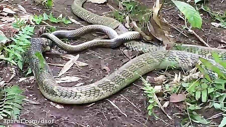 مار پادشاه کبری, مار کبری دیگر...