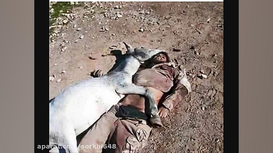 تک تیرانداز ایرانی و شکار شاه...