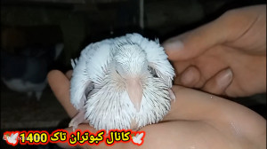 جوجه کبوترای جدید و کبوتر غریب