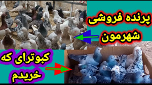 نمایشی از پرنده فروشی و خرید ک...