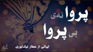 پروانهی بی پروا