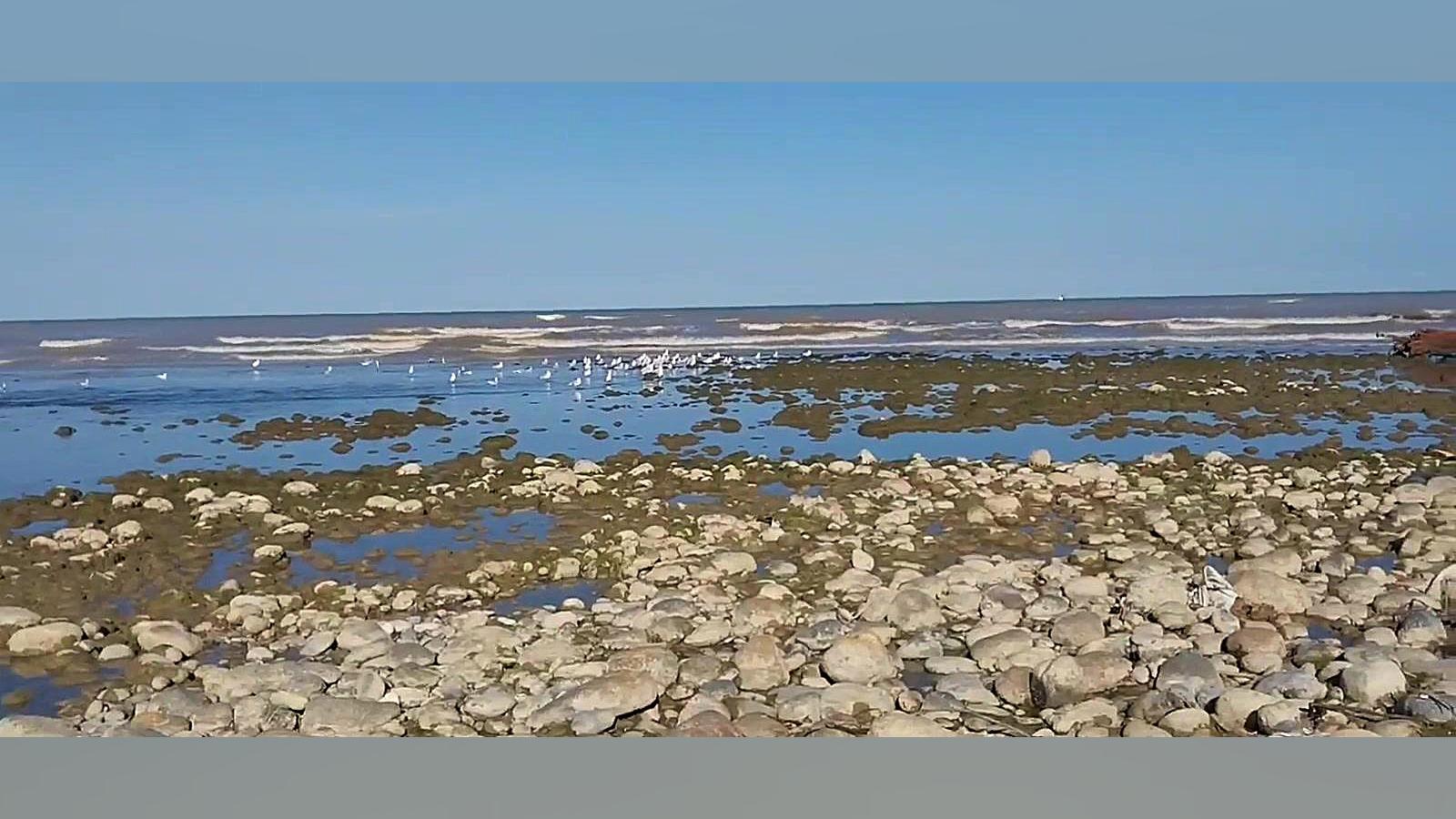 مرغ ماهی خار به همراه غاز وحشی