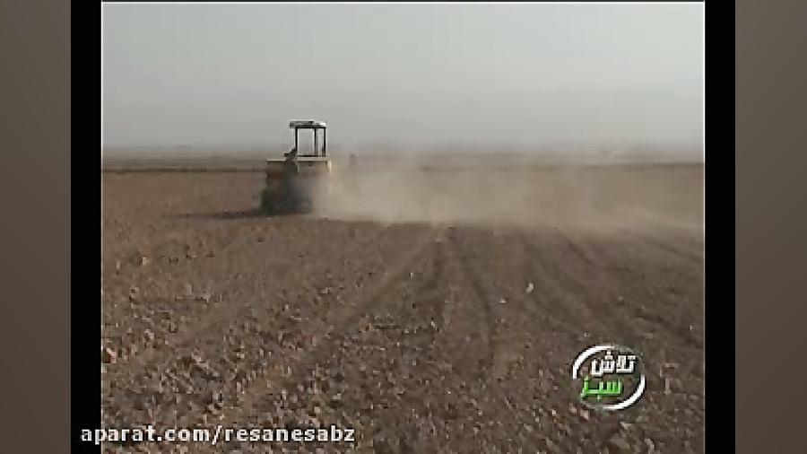 آموزش کشت کلزا