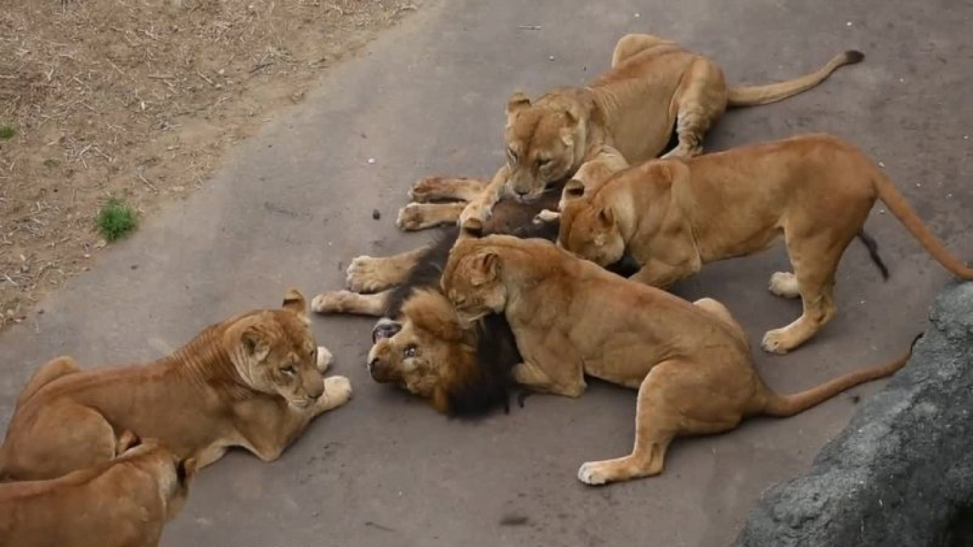 جنگ و نبرد شیرها در حیات وحش...