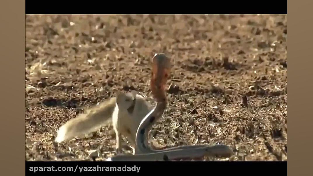 ده تا از مرگبارترین مبارزه ها...