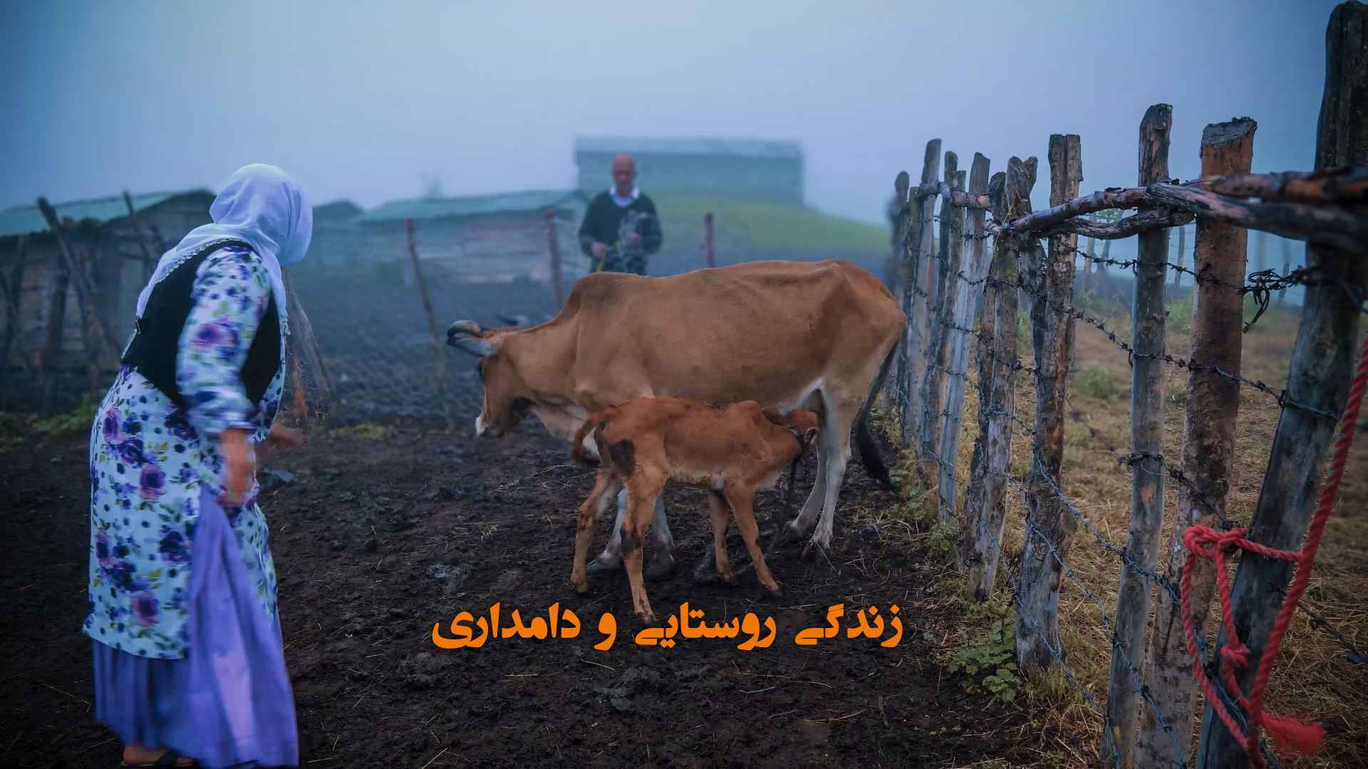 زندگی روستایی و دامداری در تال...