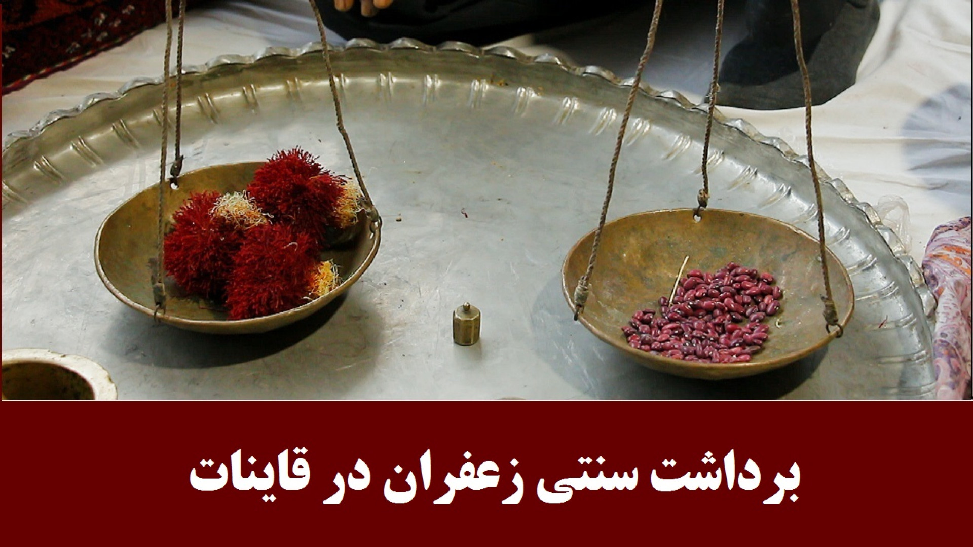 برداشت زعفران در منطقه قاینات...