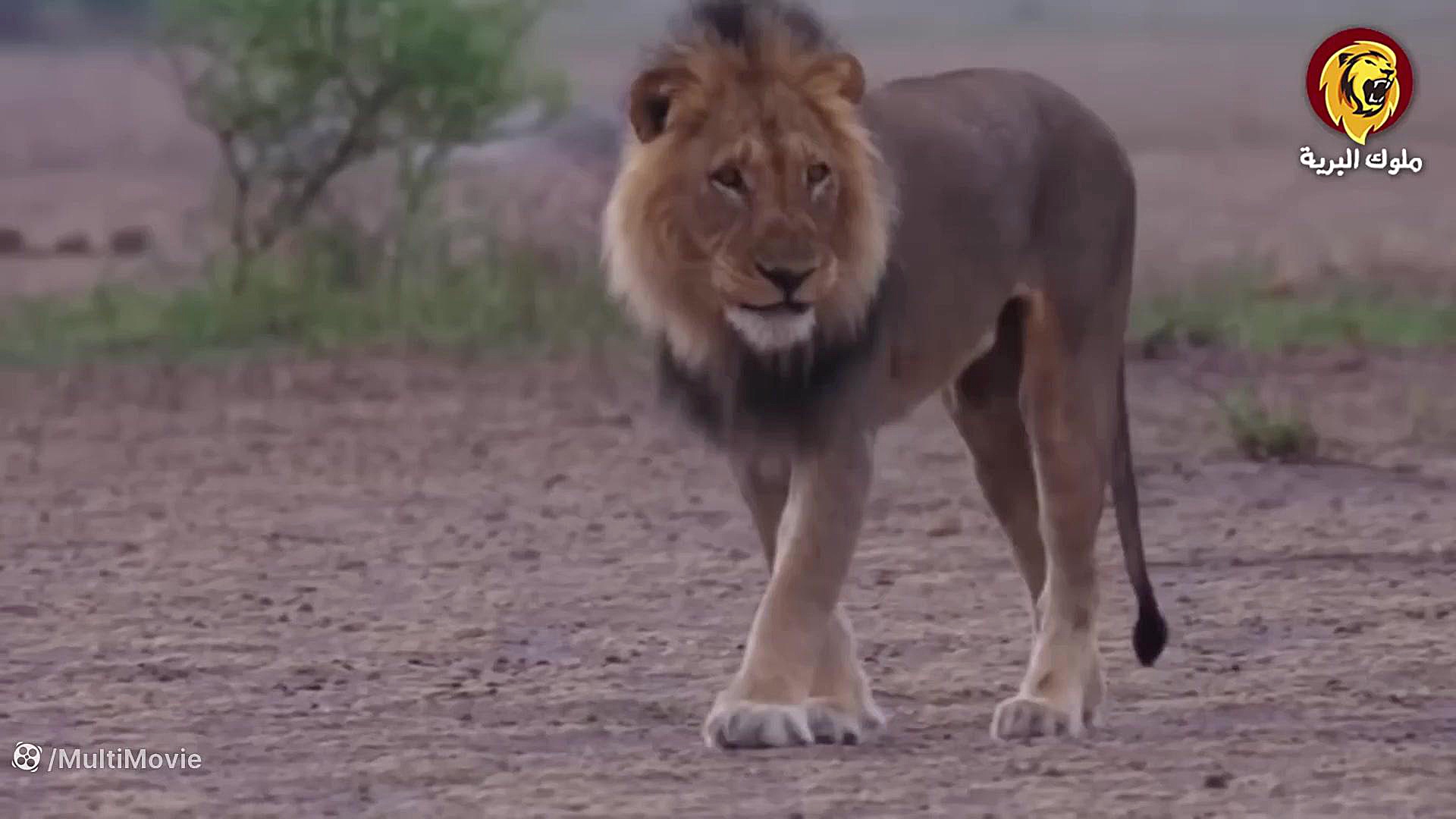 شیر احمق به خاطر جرات تحریک اژ...