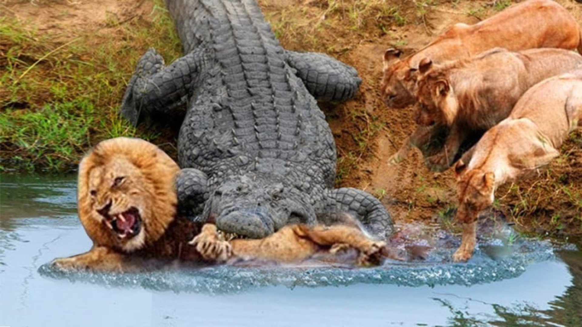 حیات وحش  شیر در مقابل حمله تم...