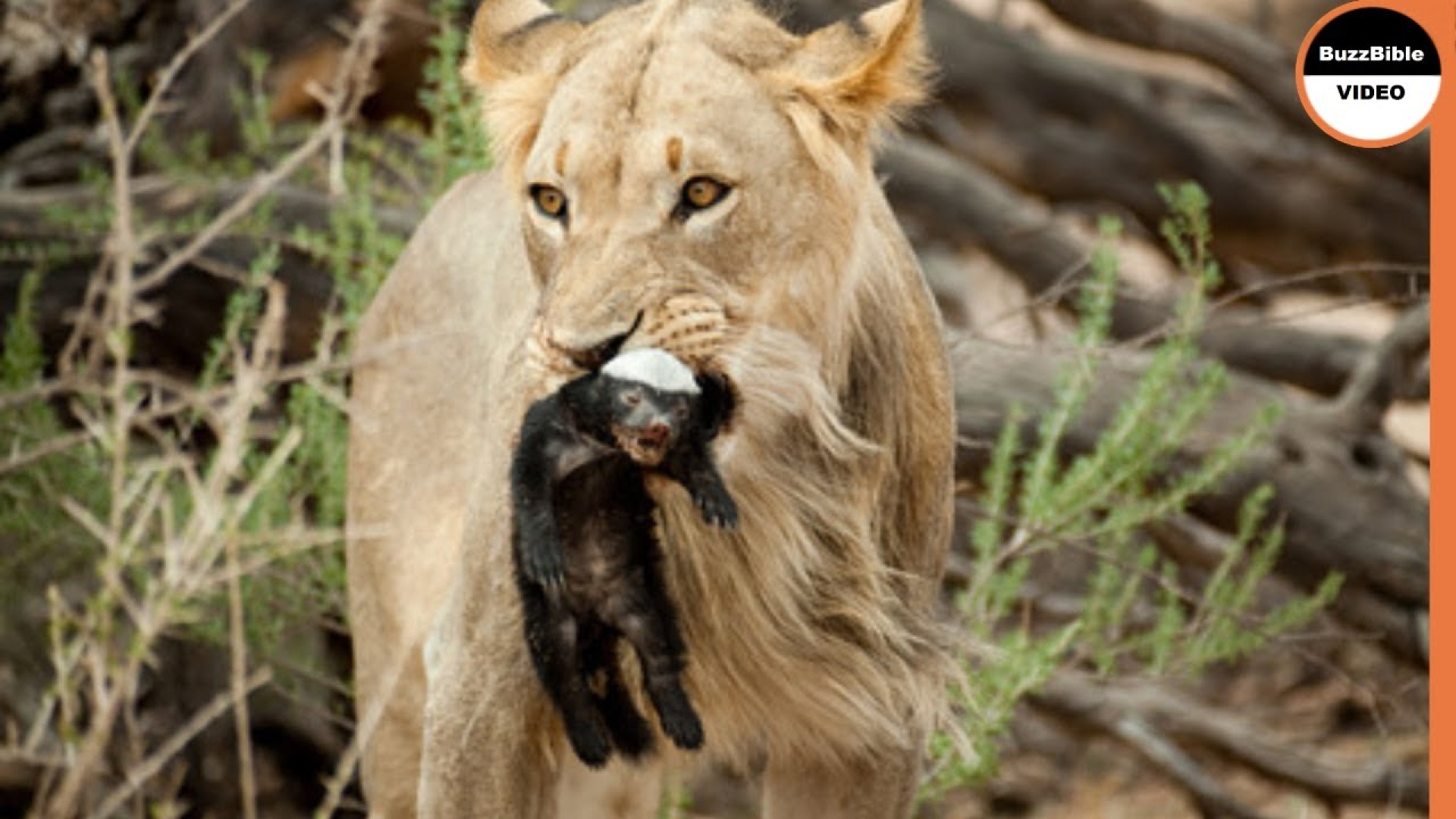 شیر آخرین زورش رو برای کشتن گو...