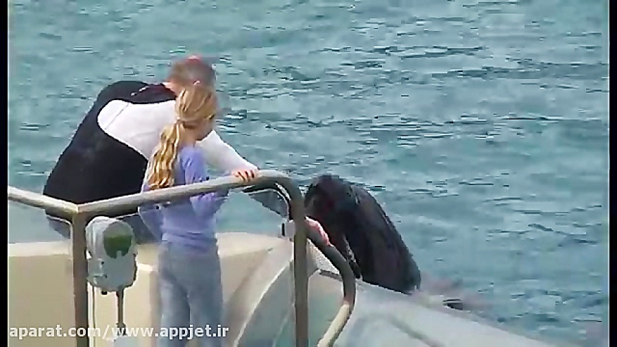 شکار پلیکان توسط نهنگ زنده در...