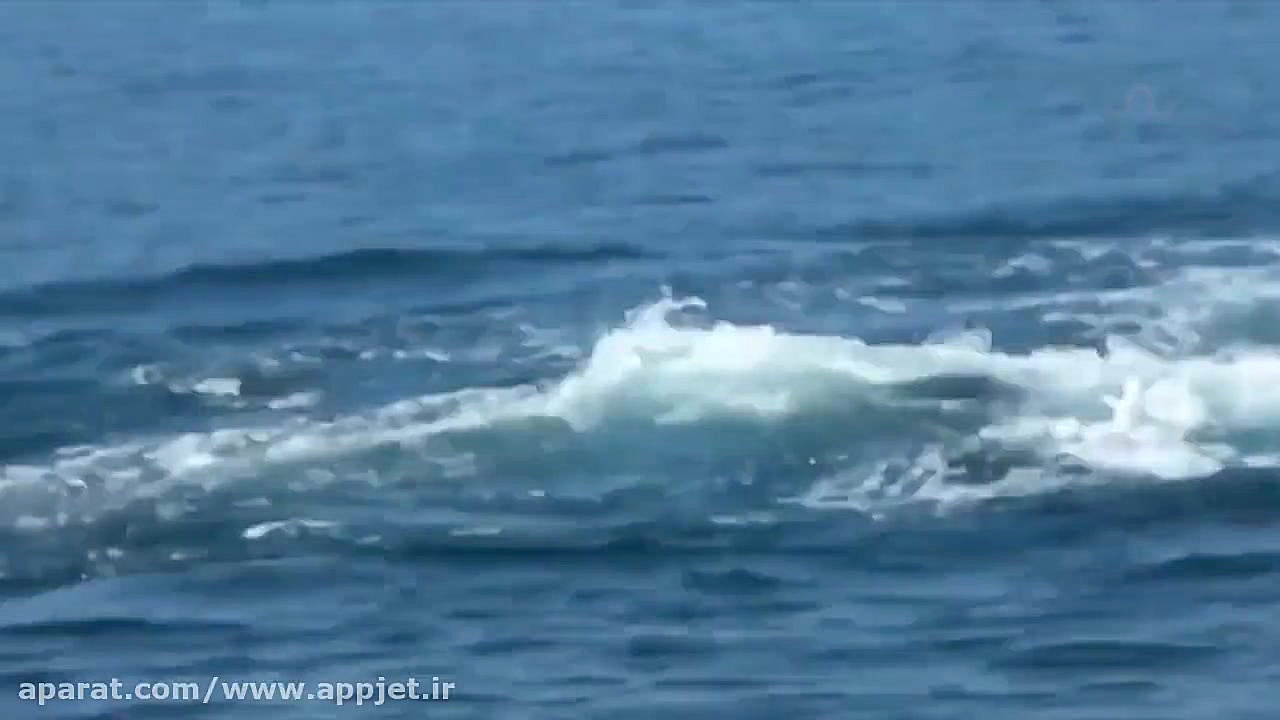 نهنگ در مقابل نهنگ قاتل !!!