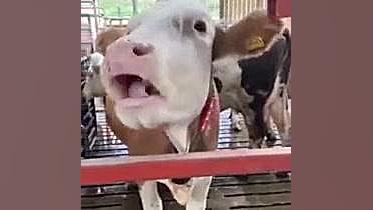 کلیپ خنده دار