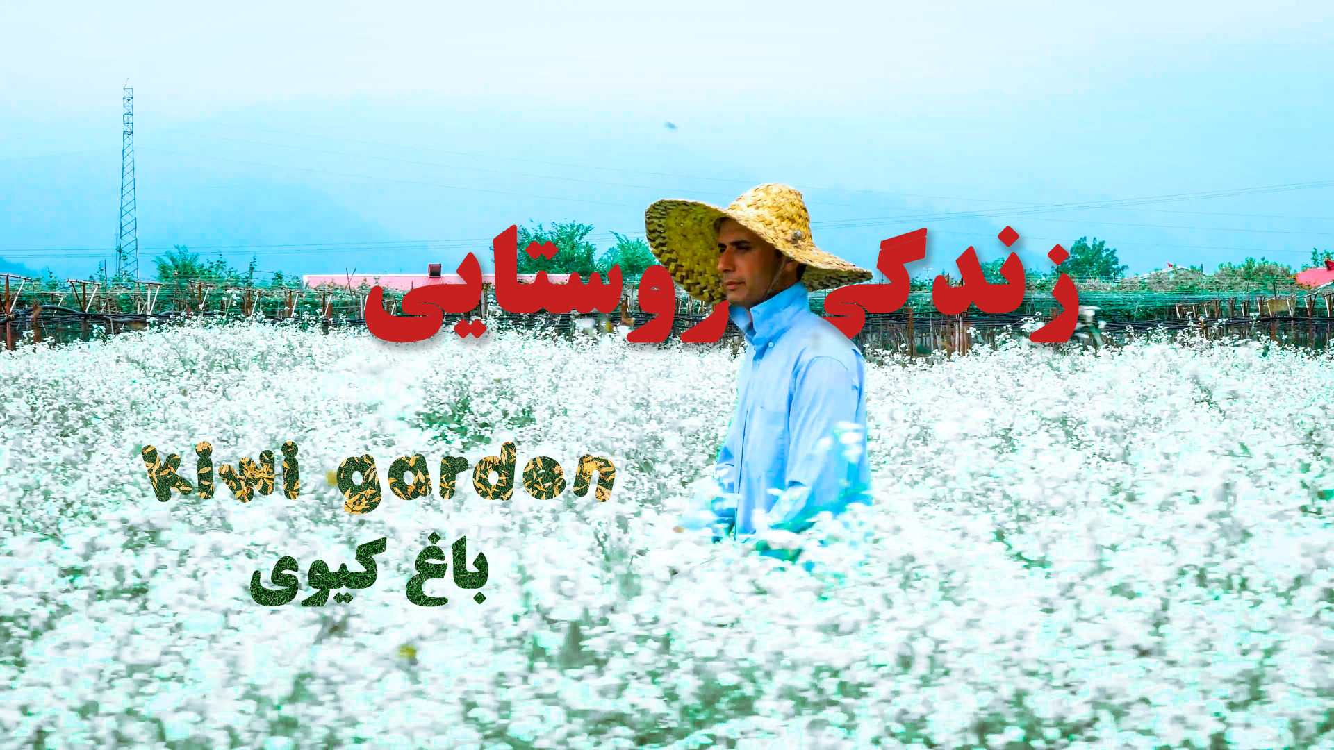 باغ کیوی در روستاهای تالش