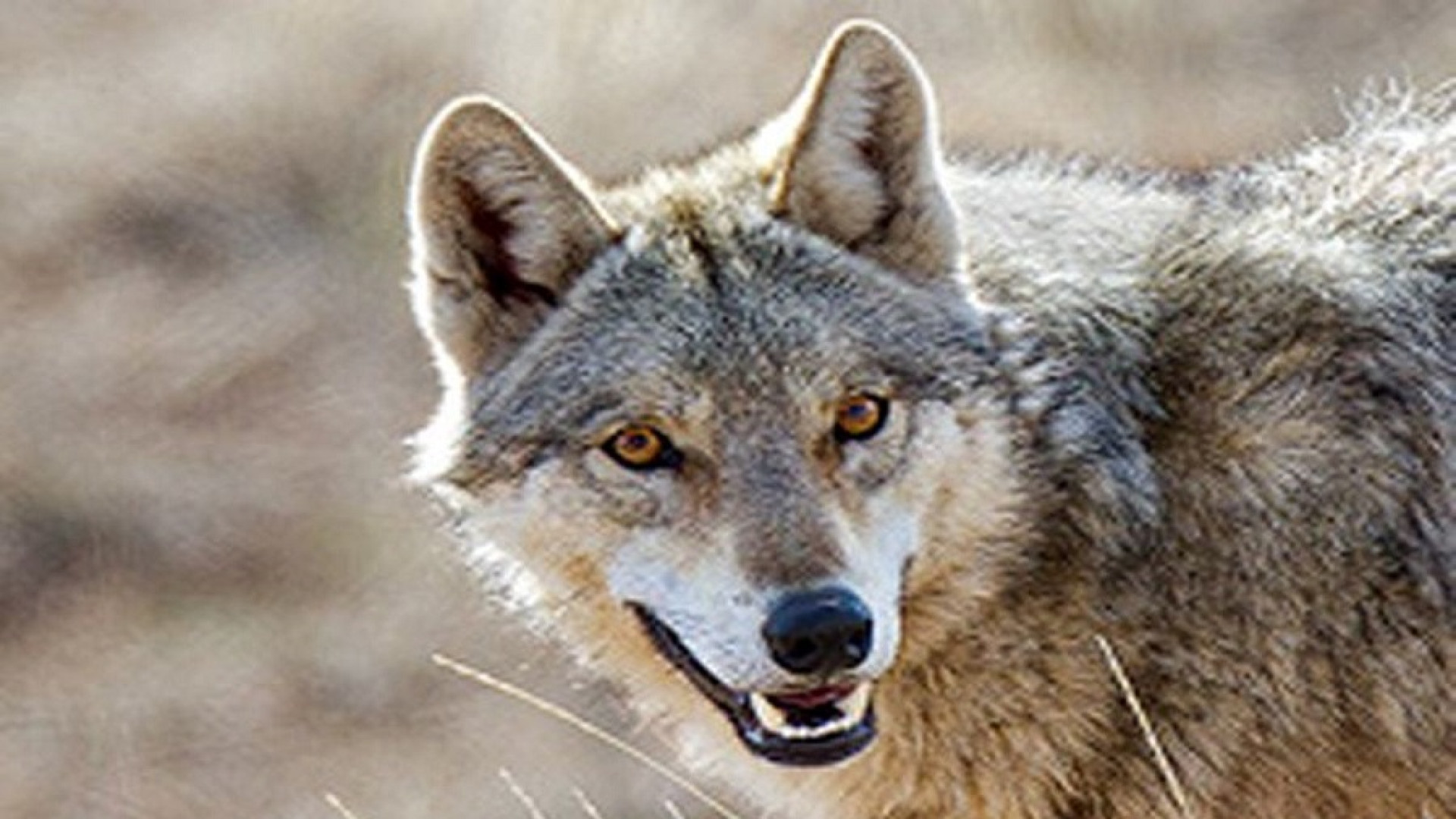 اقدام جالب دو کوهنورد برای نجا...