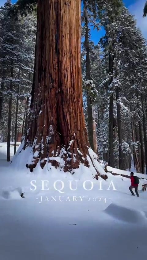 درخت سکویا giant sequoia