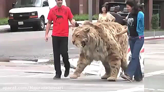 شوکه شدن مردم از دیدن ببر در خ...