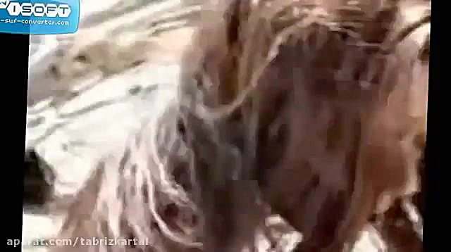 تنها فیلم مستند موجود از یک پر...