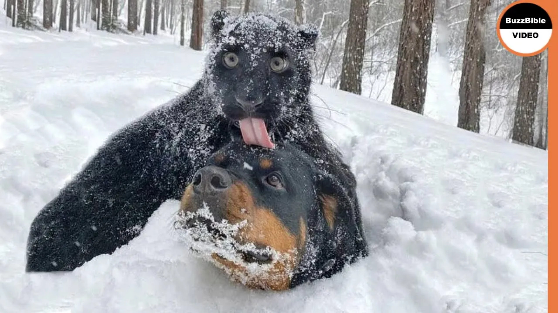 Пума луна и ротвейлер