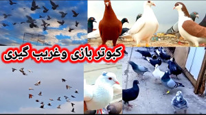 کبوتر بازی به همراه غریب گیری....